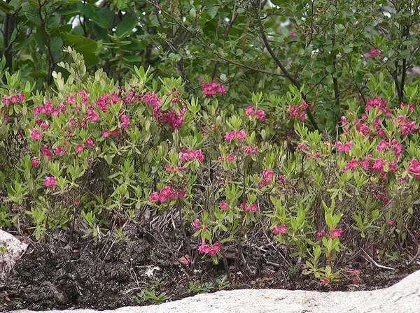 Фото Kalmia angustifolia (Kalmia angustifolias)