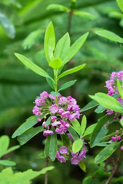 Фото Kalmia angustifolia (Kalmia angustifolias)