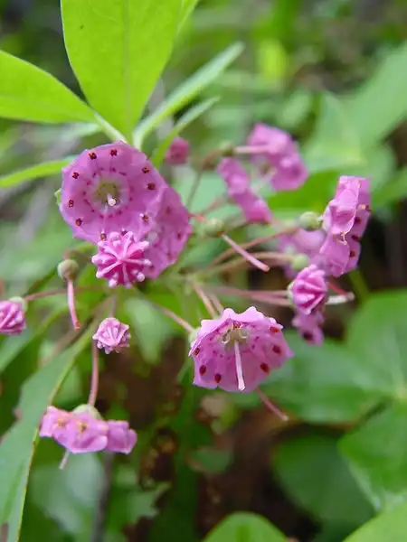 Фото Kalmia angustifolia - Flower closeup:Charles Kingsley