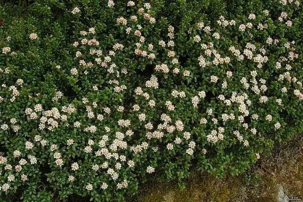 Foto de Kalmia buxifolia (Kalmia buxifolias)