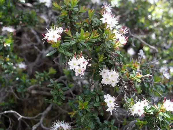 Foto de Kalmia buxifolia (Kalmia buxifolias)