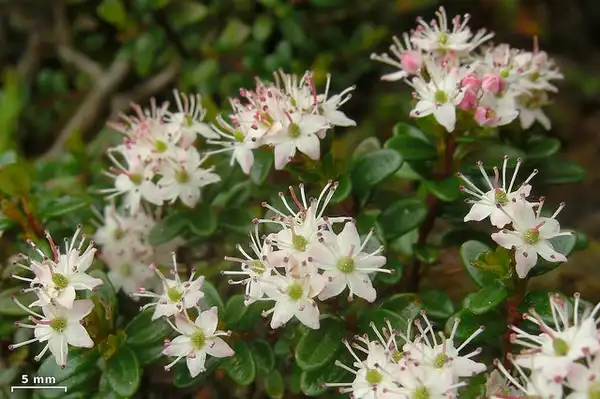 Foto de Kalmia buxifolia - Leiophyllum buxifolium:Jason Hollinger