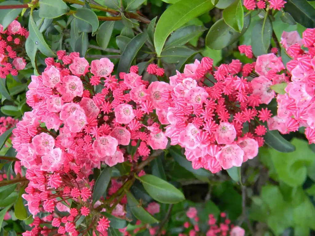 Photo of Kalmia latifolia 'Sarah' (Kalmia latifolia 'Sarah's)