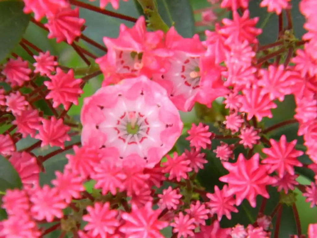Photo of Kalmia latifolia 'Sarah' (Kalmia latifolia 'Sarah's)