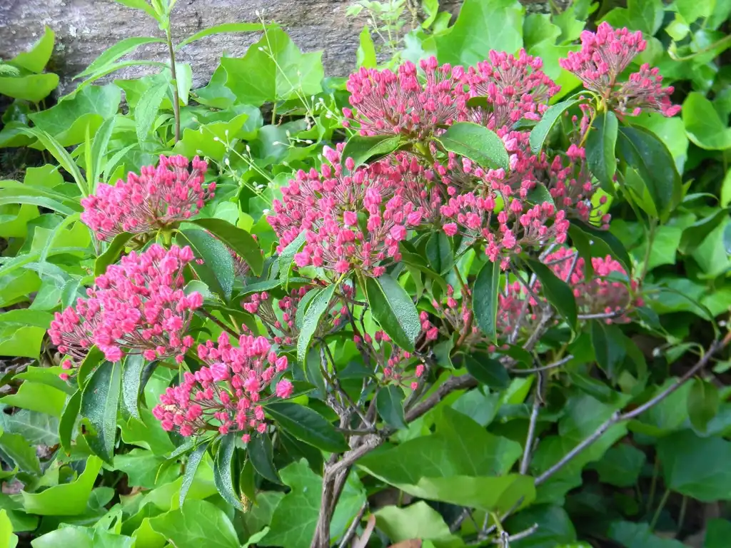 Photo of Kalmia latifolia 'Sarah' - Form (Buncombe County, NC):Randy Harter