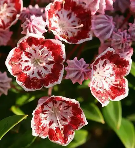 Photo of Kalmia latifolia (Kalmia latifolias)