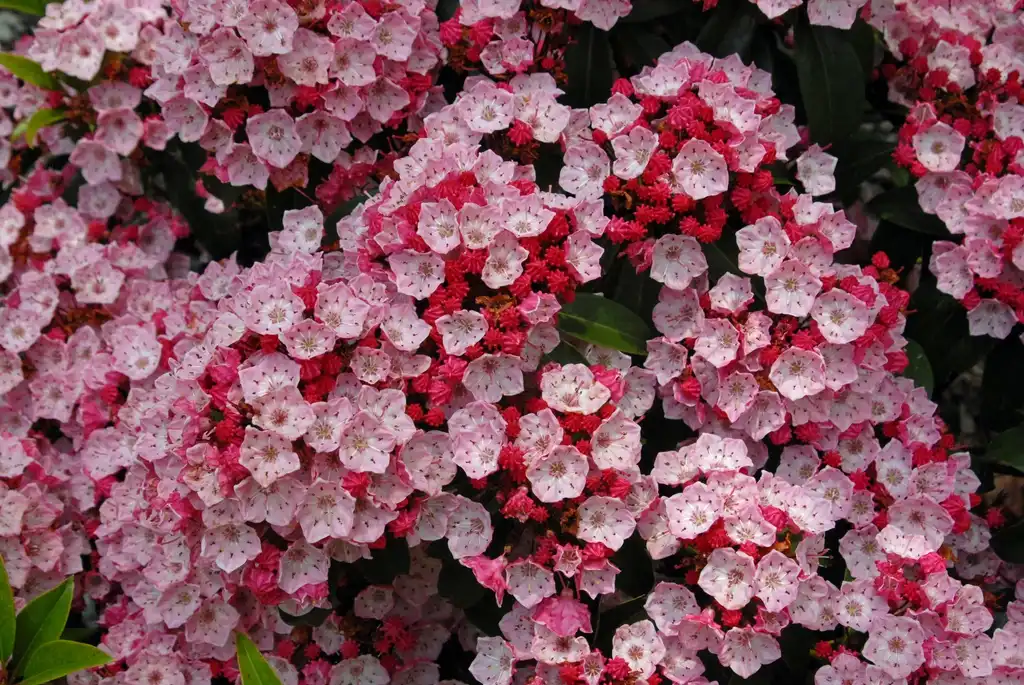 Photo of Kalmia latifolia (Kalmia latifolias)