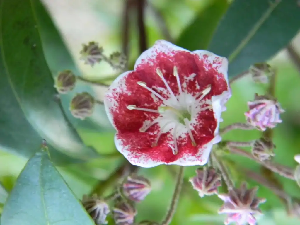 Photo of Kalmia latifolia - 'Bullseye' Flower close-up (Buncombe County, NC):Randy Harter