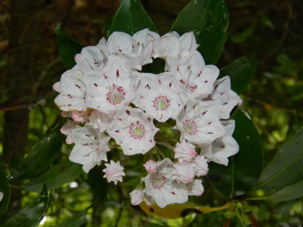 Photo of Kalmia latifolia - Flower close-up (Buncombe County, NC):Randy Harter