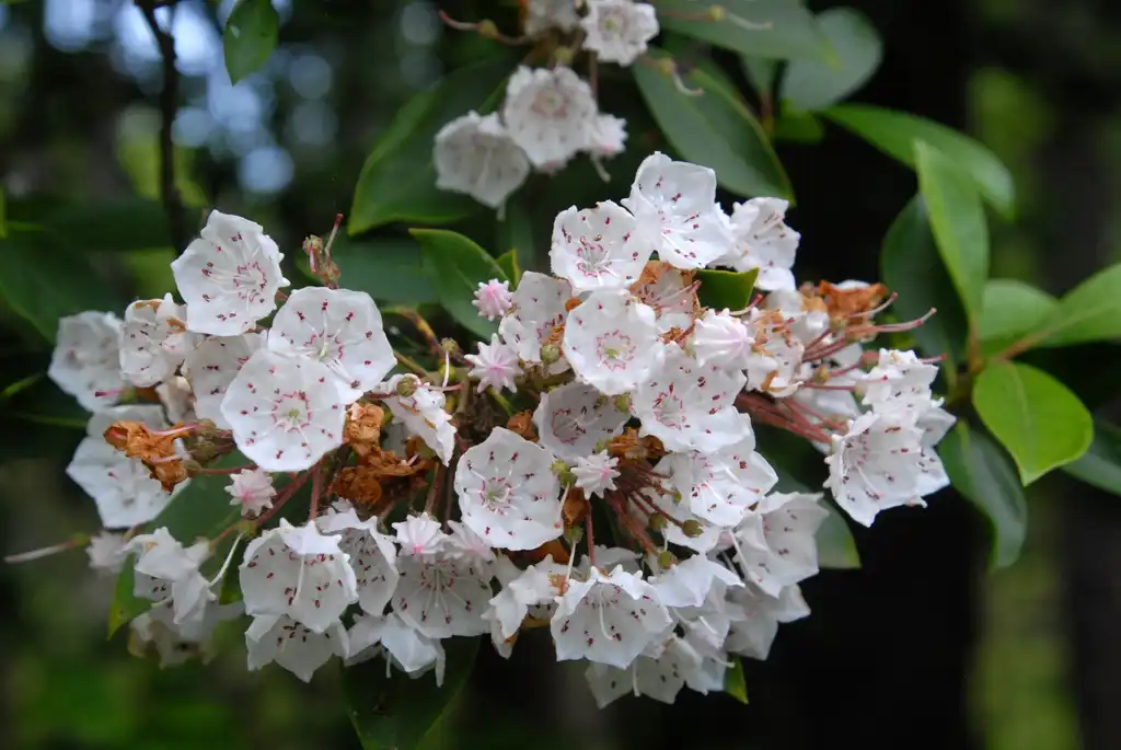 Photo of Kalmia latifolia - Flowers (Asheville, NC):Jim Robbins