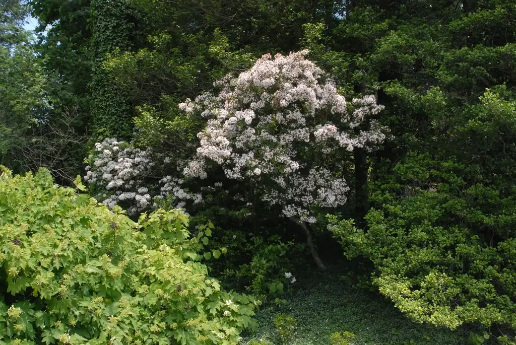Photo of Kalmia latifolia - Flower Form (Asheville, NC):Jim Robbins