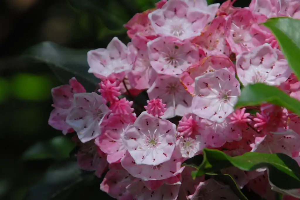 Photo of Kalmia latifolia - 'Pink Charm' Flower and Leaves (Biltmore, NC):Jim Robbins