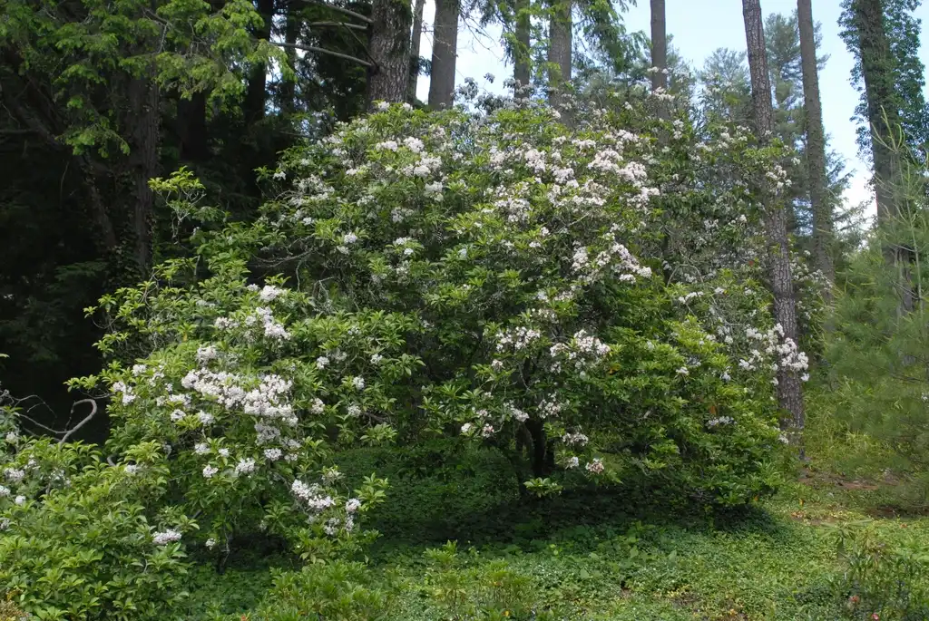 Photo of Kalmia latifolia - Flower Form (Biltmore, NC):Jim Robbins