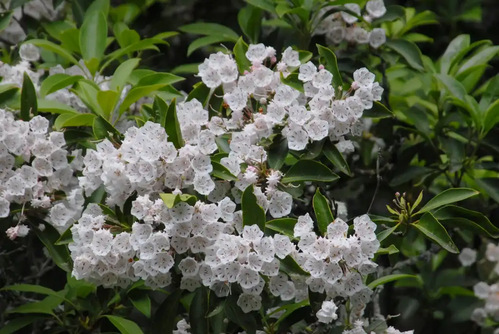 Photo of Kalmia latifolia - Flower and Leaves (Biltmore, NC):Jim Robbins