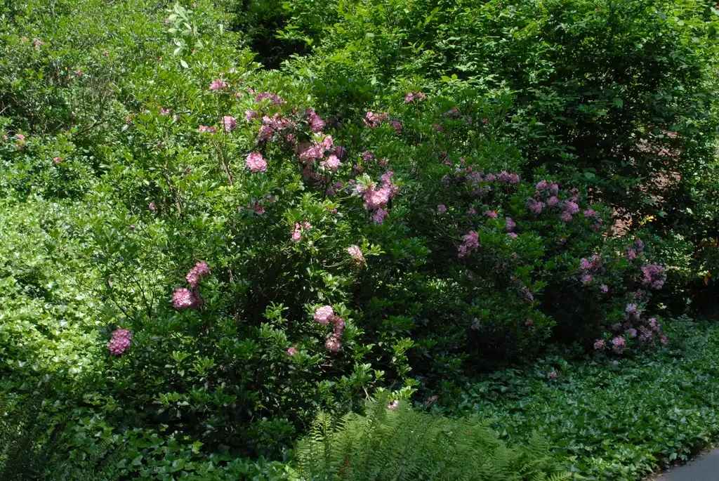 Photo of Kalmia latifolia - 'Pink Charm' Flower Form (Biltmore, NC):Jim Robbins