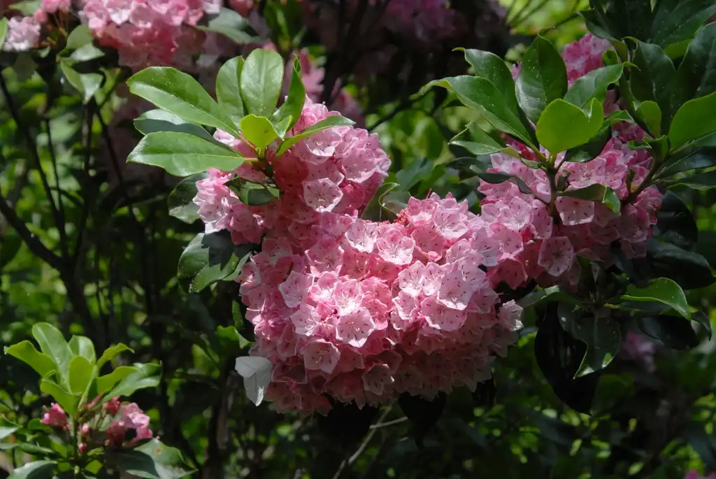 Photo of Kalmia latifolia - 'Pink Charm' Flower and Leaves (Biltmore, NC):Jim Robbins
