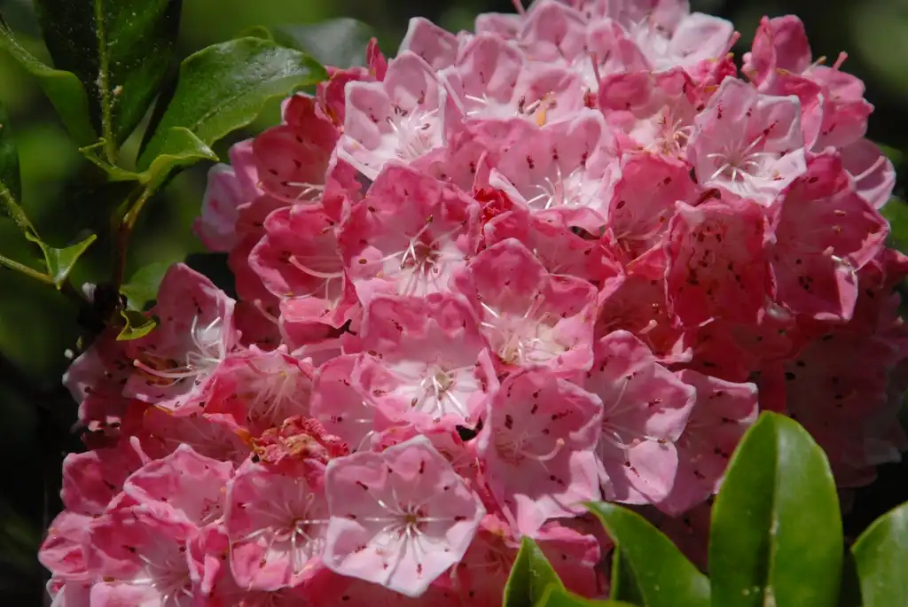 Photo of Kalmia latifolia - 'Pink Charm' Flower Close-up (Biltmore, NC):Jim Robbins