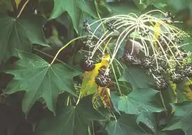 Фото Kalopanax pictus (Kalopanax pictuss)