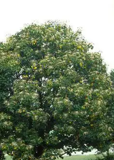 Фото Kalopanax pictus (Kalopanax pictuss)