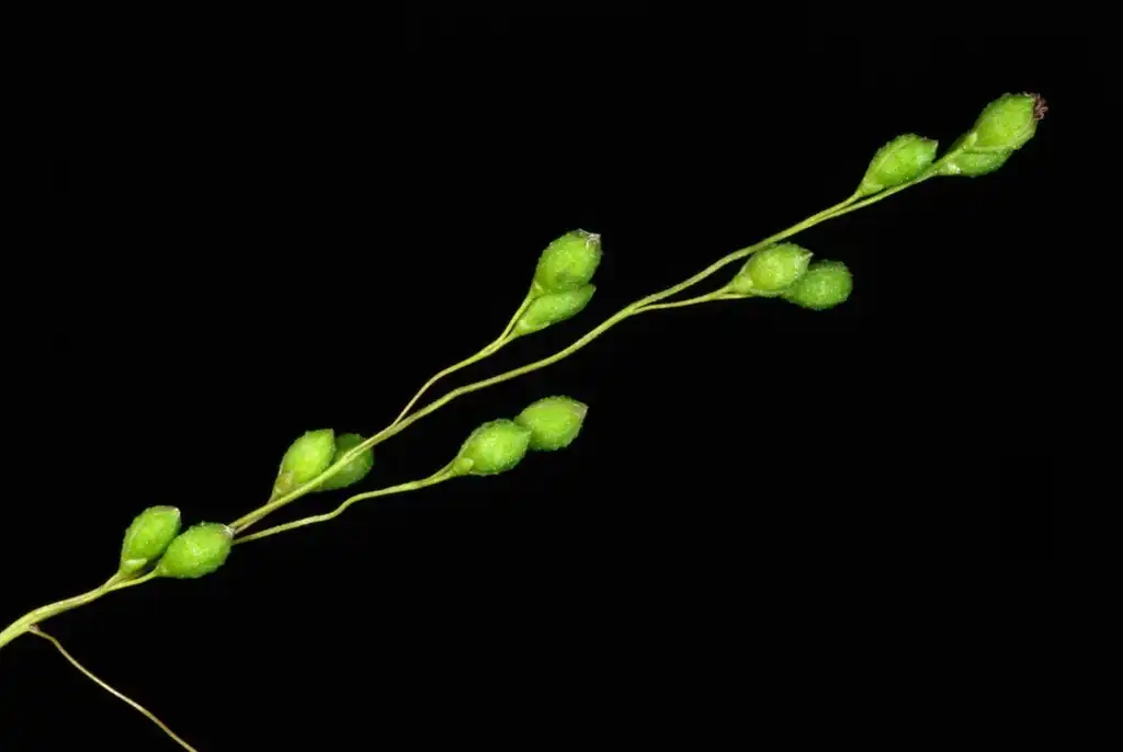 Photo of Kellochloa verrucosa (Kellochloa verrucosas)