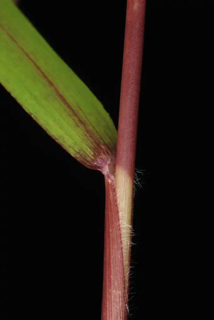 Photo of Kellochloa verrucosa (Kellochloa verrucosas)