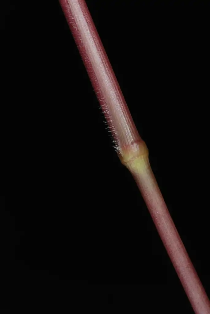 Photo of Kellochloa verrucosa - Reddish stem (Greensboro, NC)-Mid Fall:Douglas Goldman, USDA