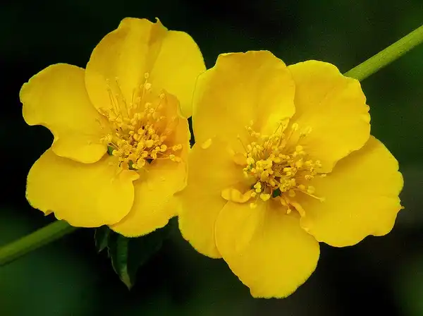 Фото Kerria japonica (Kerria japonicas)