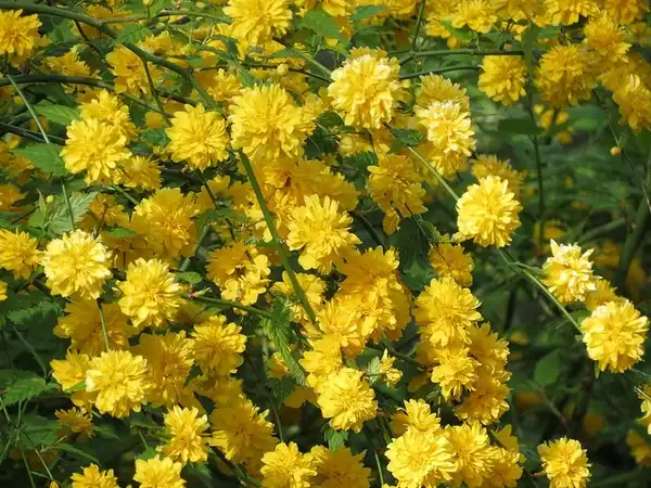 Фото Kerria japonica (Kerria japonicas)