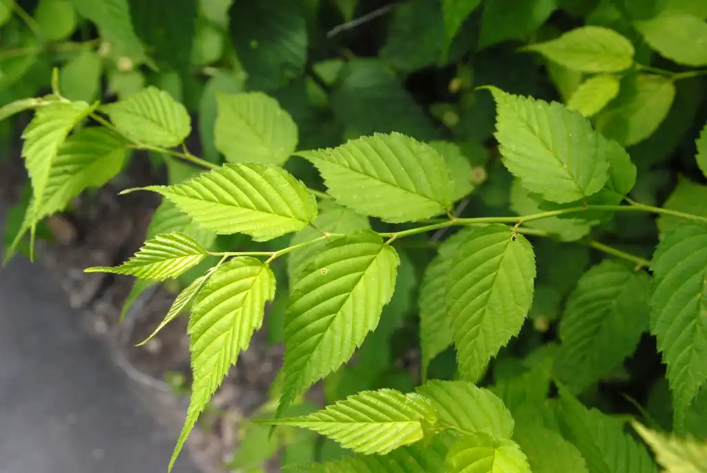 Фото Kerria japonica - Leaves (Biltmore, NC):Jim Robbins