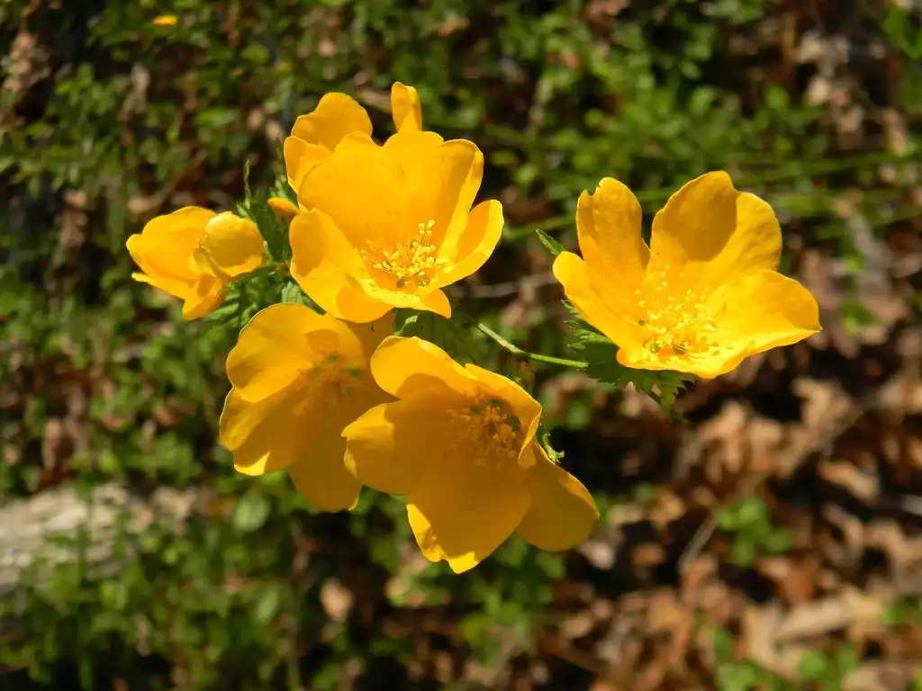 Фото Kerria japonica - 'Golden Guinea' Flower close-up (Buncombe County, NC):Randy Harter
