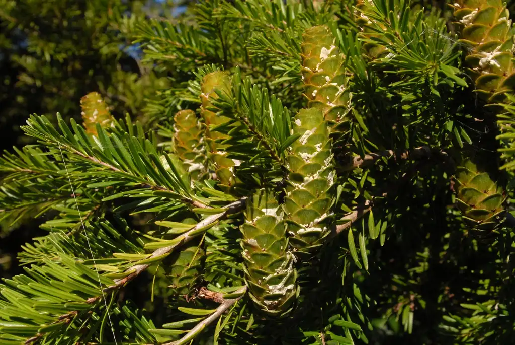 Foto de Keteleeria davidiana (Keteleeria davidianas)