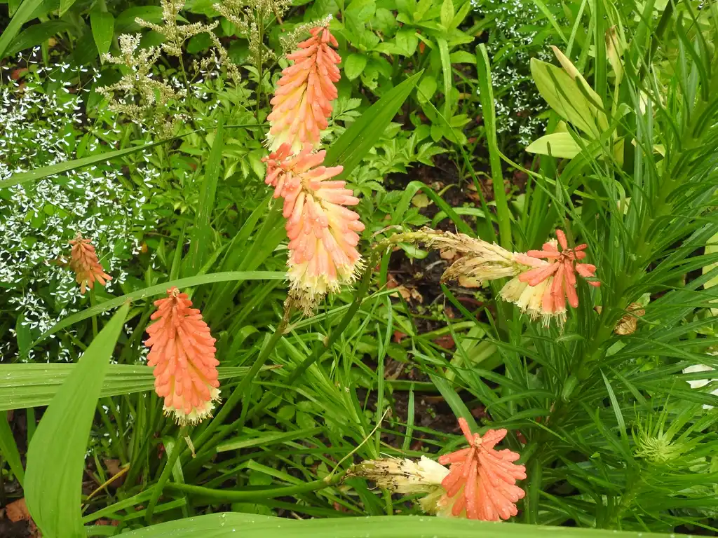 Foto de Kniphofia uvaria (Kniphofia uvarias)