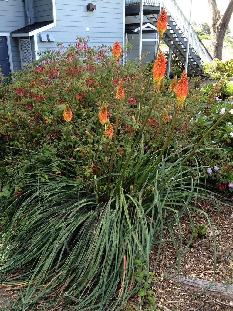 Foto de Kniphofia uvaria (Kniphofia uvarias)