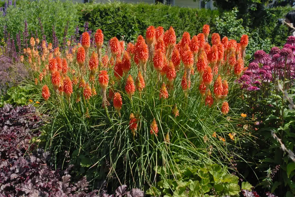 Foto de Kniphofia uvaria - 'Papaya Popsickle' Flower Form:Jim Robbins