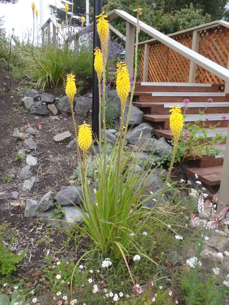 Foto de Kniphofia uvaria - 'Aurea' Flower Form:Jim Robbins