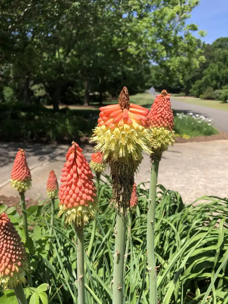 Foto de Kniphofia (Kniphofias)