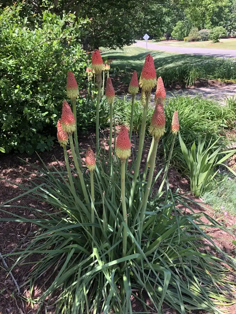 Foto de Kniphofia (Kniphofias)