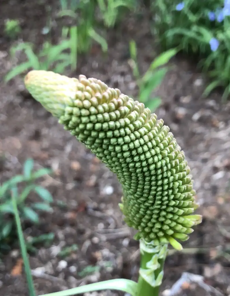 Foto de Kniphofia - Young Flower (Wake County,NC):Cathy Dewitt