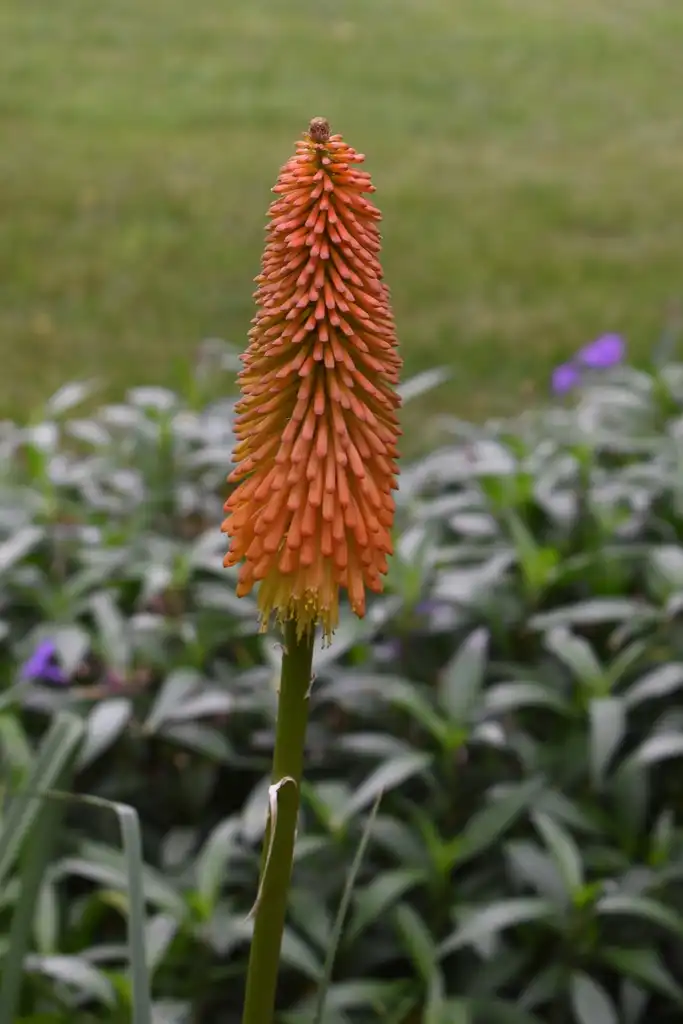 Foto de Kniphofia - Flower (Wake County, NC):Cathy Dewitt