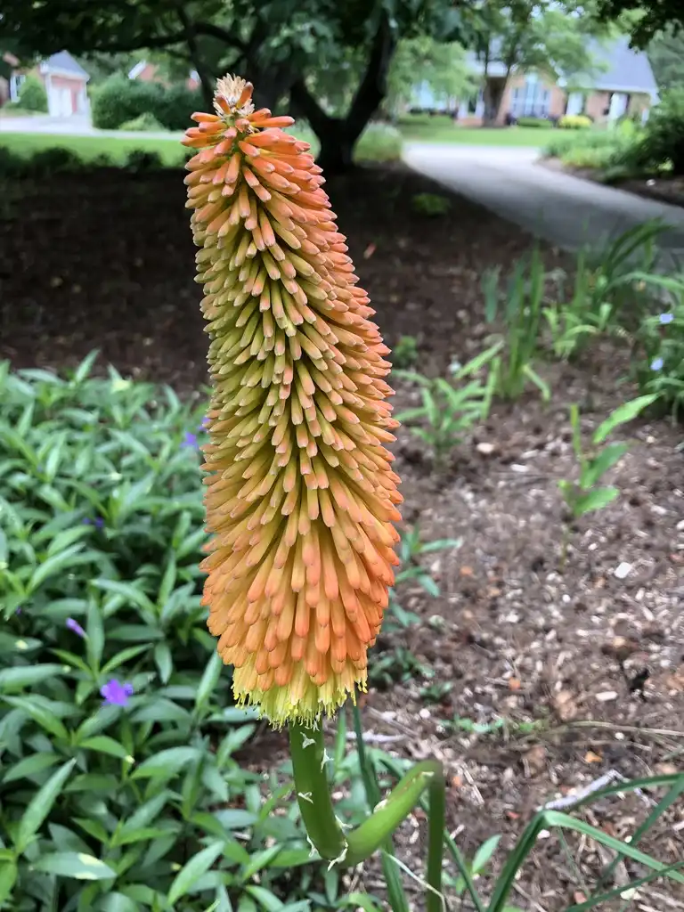 Foto de Kniphofia - Flower Close-up (Wake County, NC):Cathy Dewitt