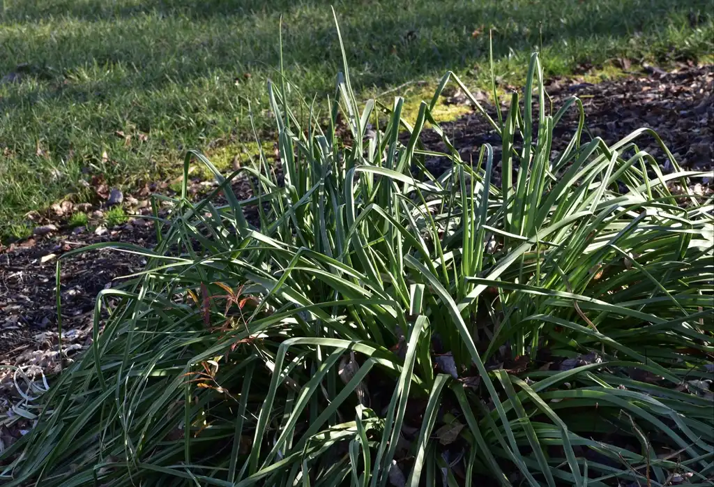 Foto de Kniphofia - Form (Wake County, NC)-Mid Winter:Cathy Dewitt
