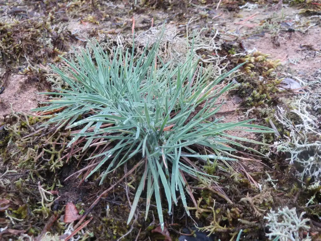 Photo of Koeleria glauca (Koeleria glaucas)