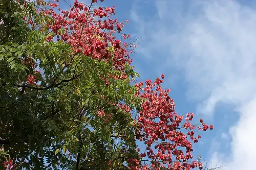 Photo of Koelreuteria bipinnata (Koelreuteria bipinnatas)