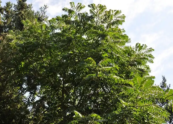 Photo of Koelreuteria bipinnata (Koelreuteria bipinnatas)
