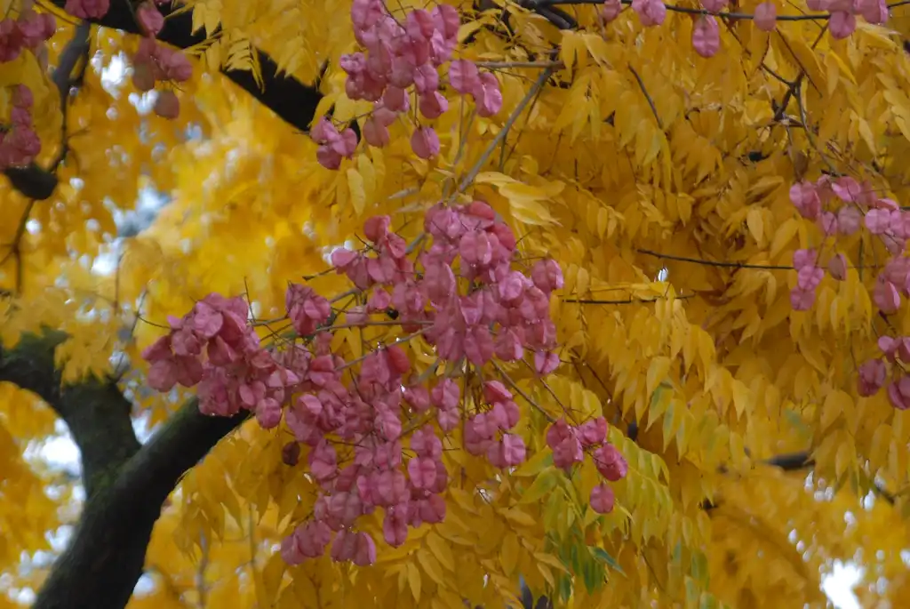 Photo of Koelreuteria bipinnata - Fall Fruit:Jim Robbins