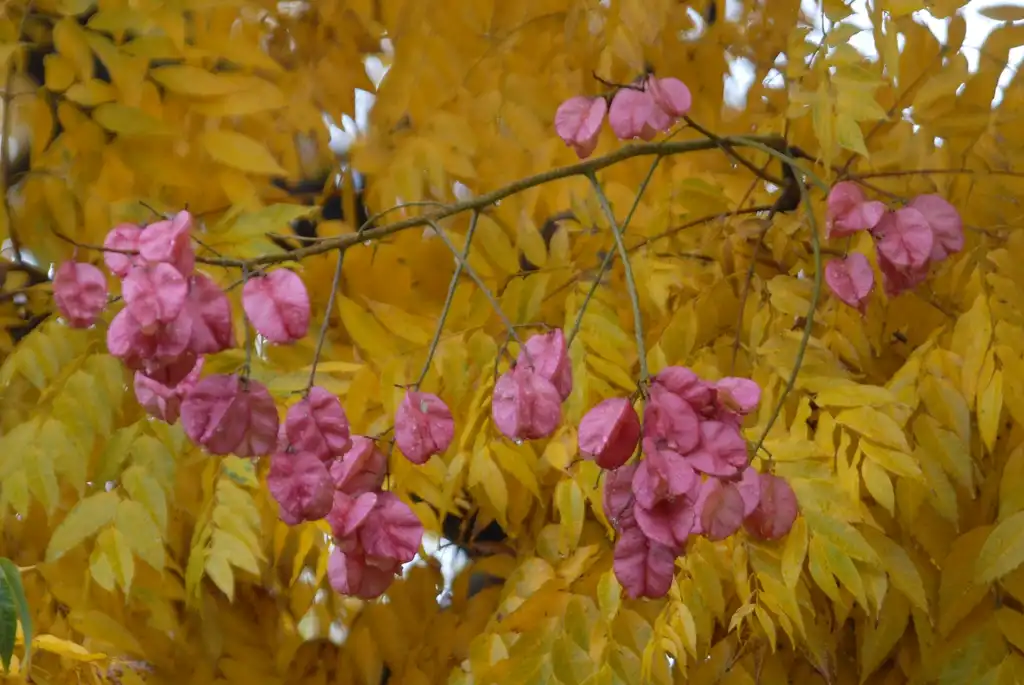 Photo of Koelreuteria bipinnata - Fall Leaf and Fruit:Jim Robbins