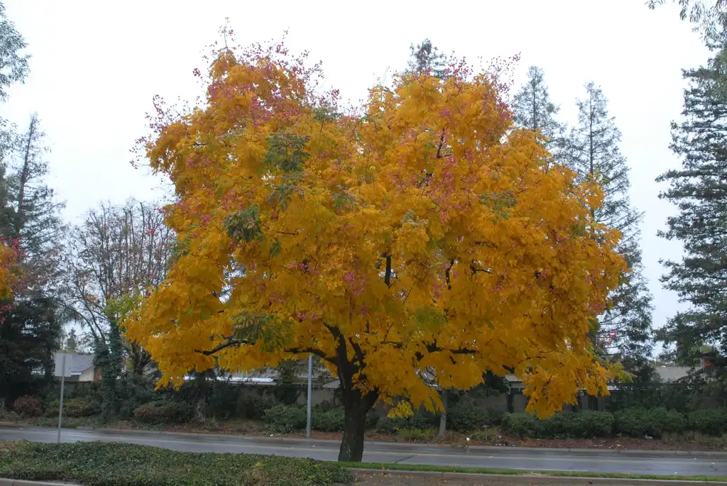 Photo of Koelreuteria bipinnata - Fall Tree:Jim Robbins