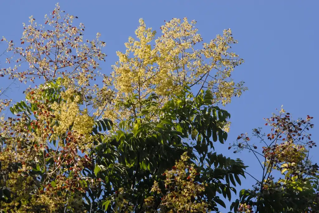 Photo of Koelreuteria bipinnata - Flower and Leaves:Jim Robbins