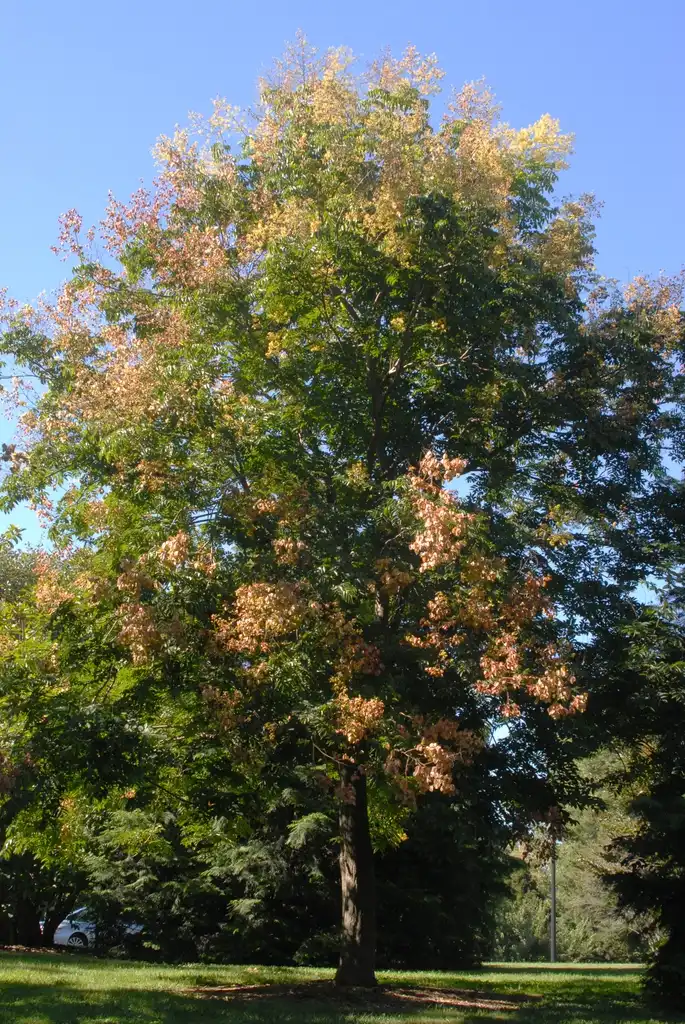 Photo of Koelreuteria bipinnata - Growth Habit:Jim Robbins