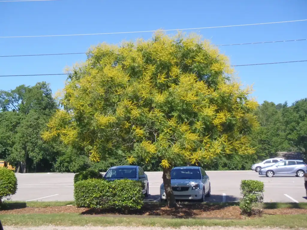 Foto de Koelreuteria paniculata (Koelreuteria paniculatas)